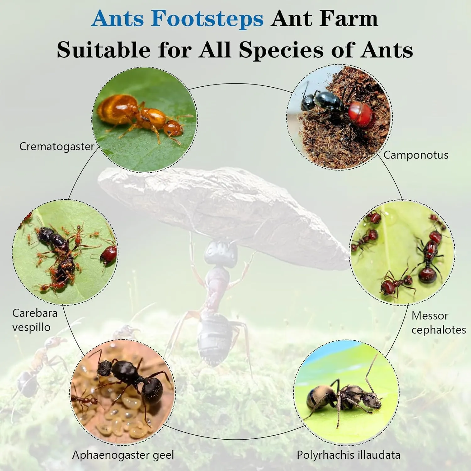Nest Science DIY screw standard Terrarium Kit Care for Live Ants Ant Habitat with Water Tower Nurturing Room and Comprehensive Observation Ant Farm 