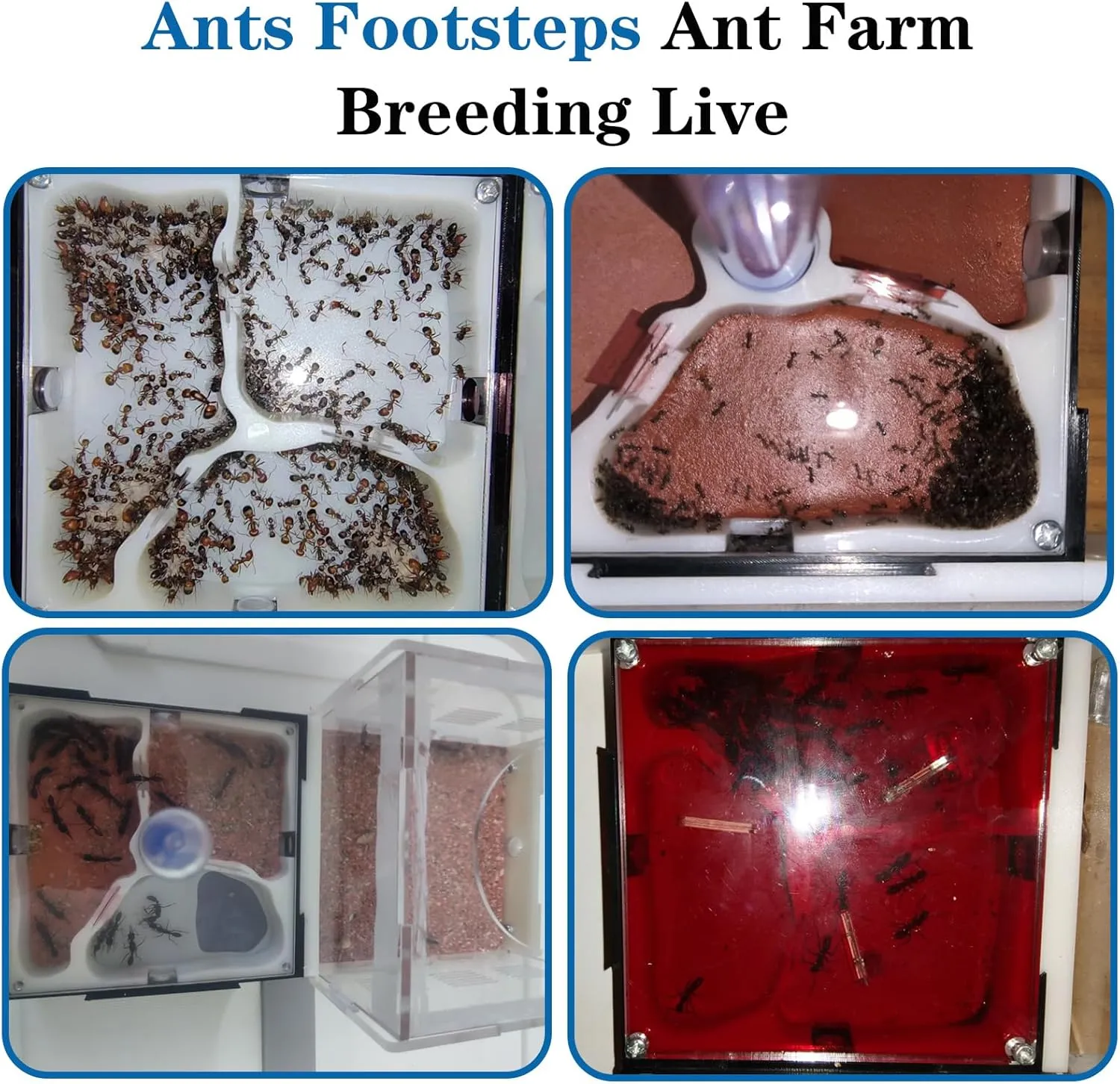 Nest Science DIY screw standard Terrarium Kit Care for Live Ants Ant Habitat with Water Tower Nurturing Room and Comprehensive Observation Ant Farm 